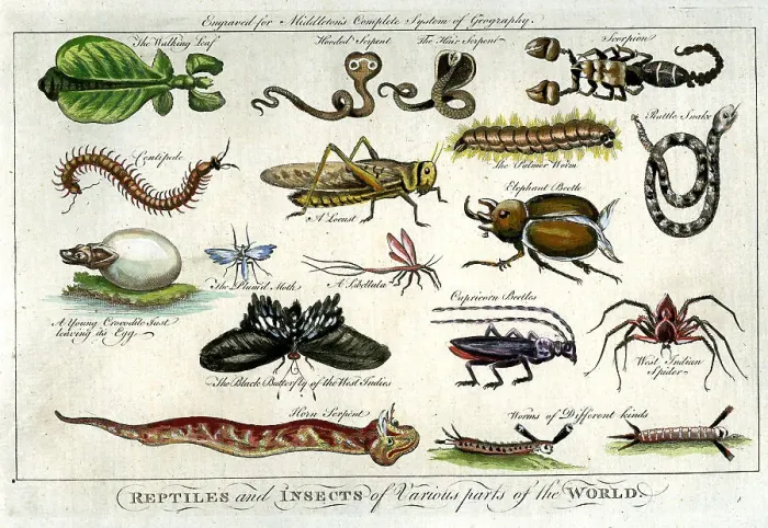 Framed Print : Reptiles and Insects Framed Print : Reptiles and Insects