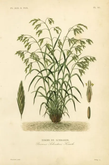 Framed Print : Rescuegrass or Schraders bromegrass, Bromus catharticus Framed Print : Rescuegrass or Schraders bromegrass, Bromus catharticus