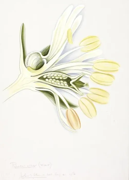 Framed Print : Reseda alba, white upright mignonette Framed Print : Reseda alba, white upright mignonette