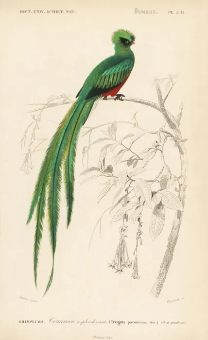 Framed Print : Resplendent quetzal, Pharomachrus mocinno Framed Print : Resplendent quetzal, Pharomachrus mocinno
