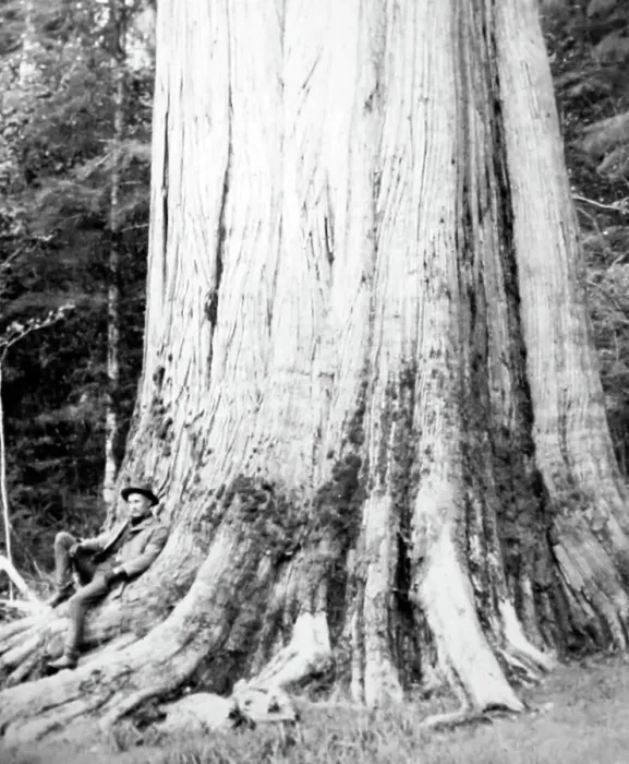 Framed Print : Resting beneath a cedar tree, Vancouver, Canada, early 1900s Framed Print : Resting beneath a cedar tree, Vancouver, Canada, early 1900s