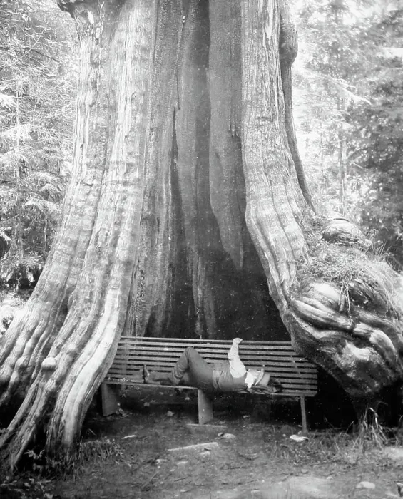 Framed Print : Resting beneath a cedar tree, Vancouver, Canada, early 1900s Framed Print : Resting beneath a cedar tree, Vancouver, Canada, early 1900s