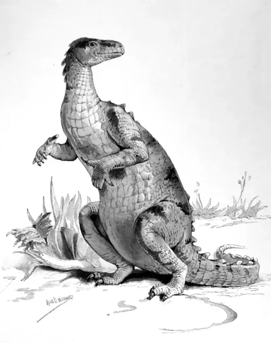 Framed Print : Restored figure of the Iguanodon Framed Print : Restored figure of the Iguanodon