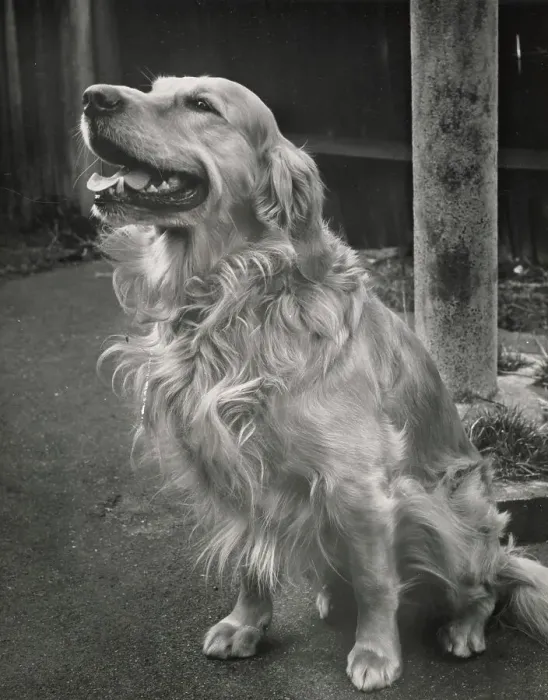 Framed Print : Retriever Date: circa 1960s Framed Print : Retriever Date: circa 1960s