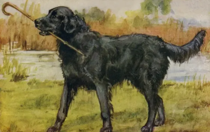 Framed Print : Retriever. Artist: Eileen Hood. Watercolour of black retriever by the waters Framed Print : Retriever. Artist: Eileen Hood. Watercolour of black retriever by the waters