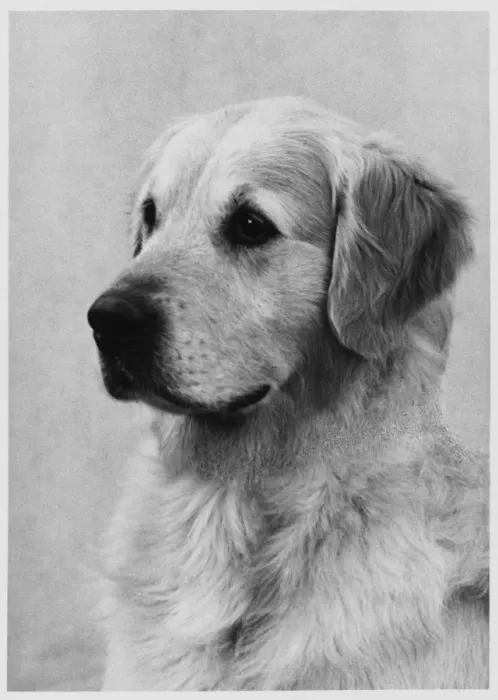 Framed Print : Retriever / Golden Framed Print : Retriever / Golden