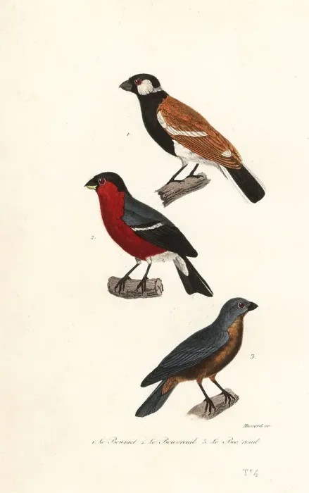 Framed Print : Reunion bullfinch species, Eurasian bullfinch and blue grosbeak Framed Print : Reunion bullfinch species, Eurasian bullfinch and blue grosbeak