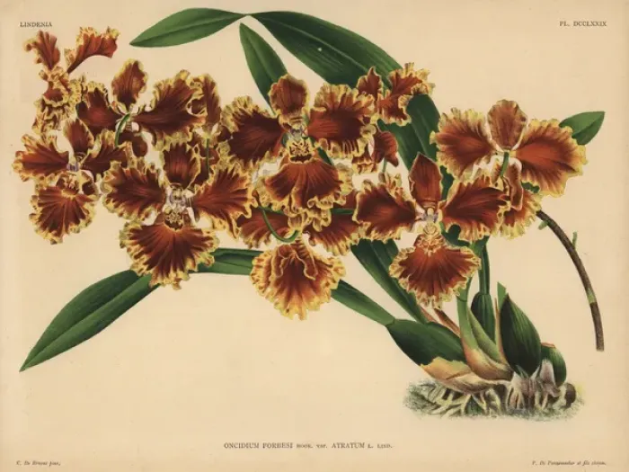 Framed Print : Reverend Forbes Oncidium, Hook var Atratum Framed Print : Reverend Forbes Oncidium, Hook var Atratum