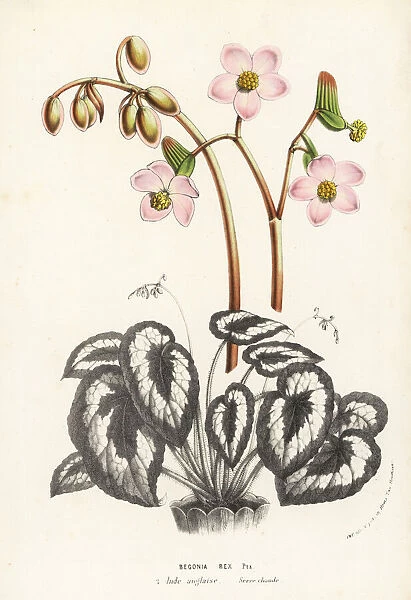 Rex begonia, Begonia rex