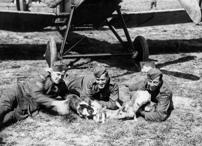 Framed Print : RFC men with pet rabbits, Western Front, France, WW1 Framed Print : RFC men with pet rabbits, Western Front, France, WW1