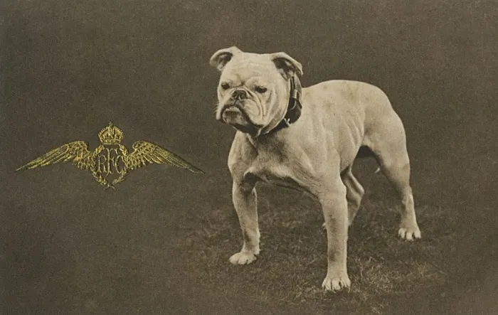 Framed Print : RFC WW1 bulldog postcard Framed Print : RFC WW1 bulldog postcard