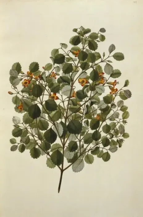 Framed Print : Rhabdothamnus solandri, matata Framed Print : Rhabdothamnus solandri, matata