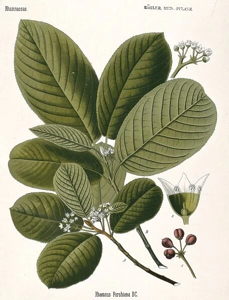 Rhamnus purshiana, cascara buckthorn