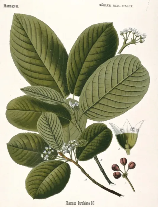 Framed Print : Rhamnus purshiana, cascara buckthorn Framed Print : Rhamnus purshiana, cascara buckthorn
