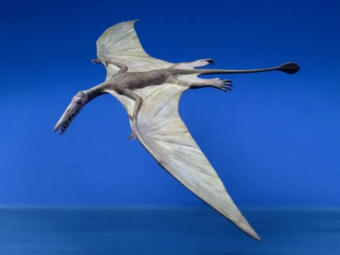 Framed Print : Rhamphorhynchus Framed Print : Rhamphorhynchus