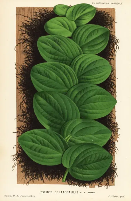 Framed Print : Rhaphidophora korthalsii foliage plant Framed Print : Rhaphidophora korthalsii foliage plant