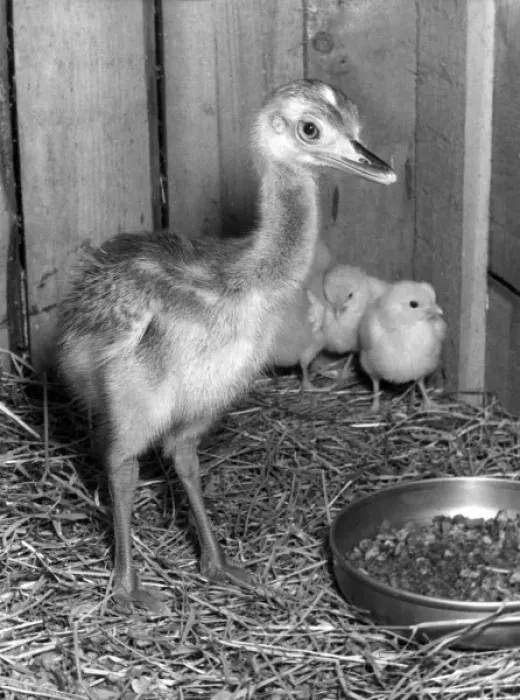 Framed Print : RHEA CHICK Framed Print : RHEA CHICK
