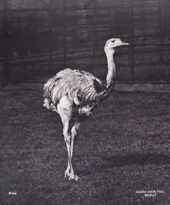Framed Print : Rhea by Gambier Bolton Framed Print : Rhea by Gambier Bolton