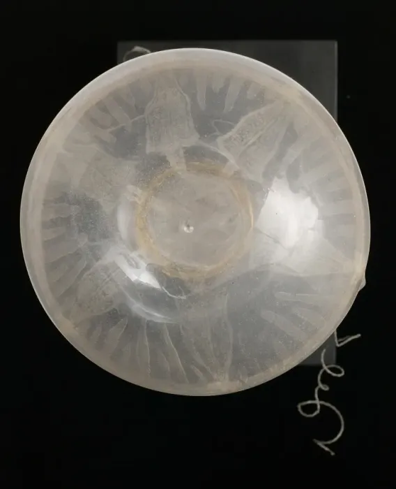 Framed Print : Rhegmatodes thalassina, jellyfish model Framed Print : Rhegmatodes thalassina, jellyfish model