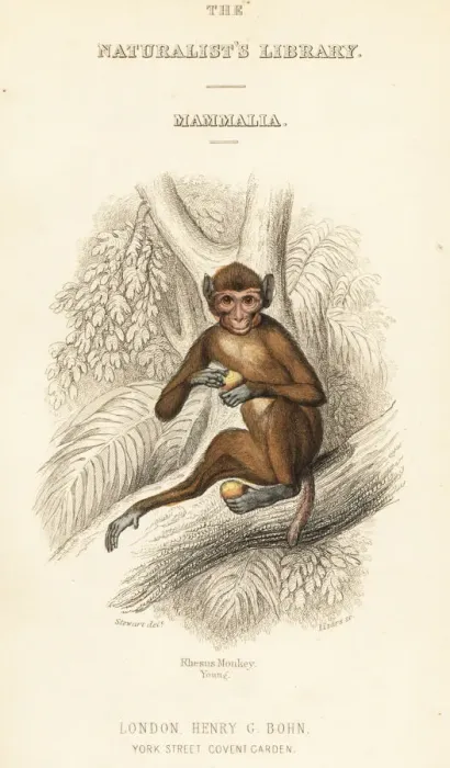 Framed Print : Rhesus macaque, Macaca mulatta Framed Print : Rhesus macaque, Macaca mulatta