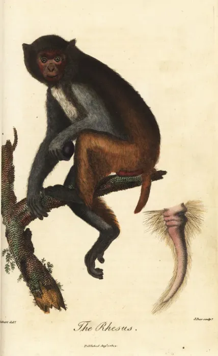 Framed Print : Rhesus macaque, Macaca mulatta Framed Print : Rhesus macaque, Macaca mulatta