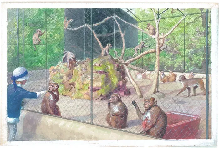 Framed Print : Rhesus Monkeys at London Zoo Framed Print : Rhesus Monkeys at London Zoo