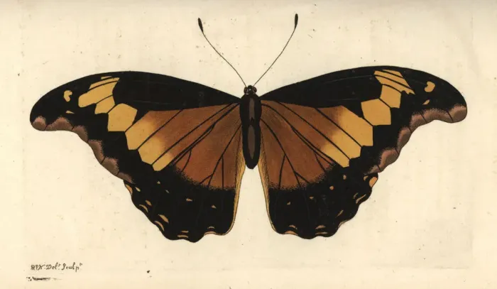 Framed Print : Rhetenor blue morpho, Morpho rhetenor