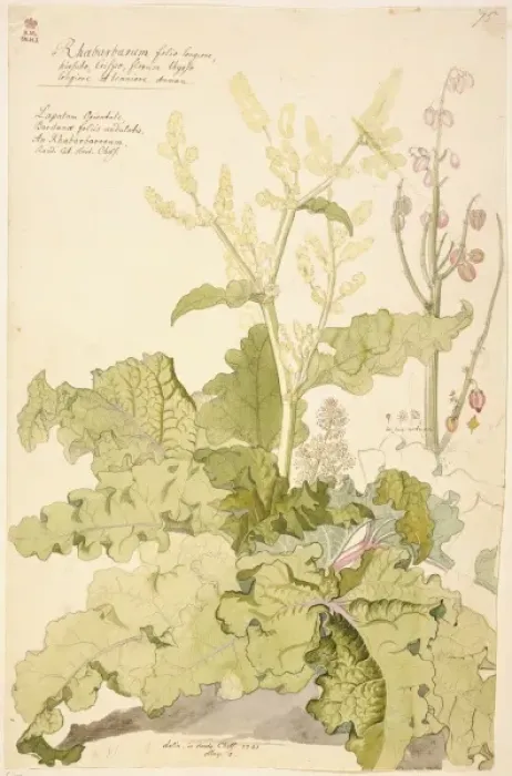 Framed Print : Rheum x rhbarbarum, rhubarb Framed Print : Rheum x rhbarbarum, rhubarb
