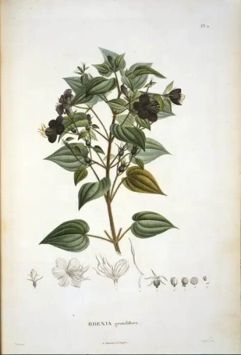 Framed Print : Rhexia grandiflora Framed Print : Rhexia grandiflora