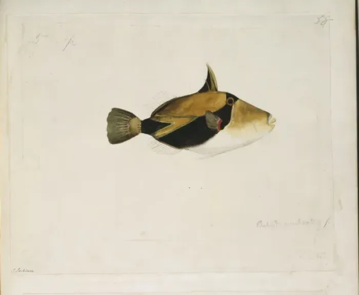 Framed Print : Rhinecanthus rectangulus, wedge-tailed triggerfish Framed Print : Rhinecanthus rectangulus, wedge-tailed triggerfish