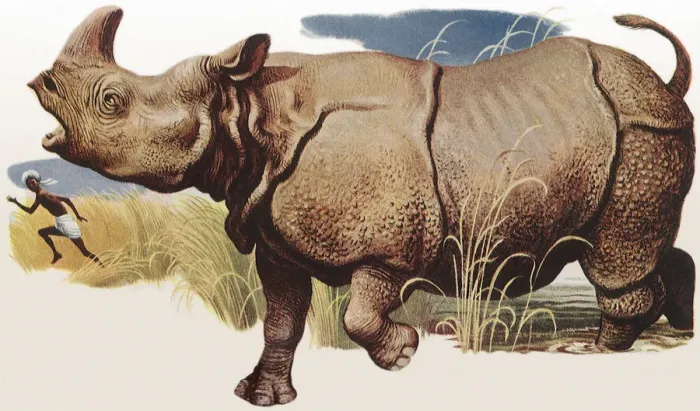 Framed Print : Rhino Chasing Native Date: 1950 Framed Print : Rhino Chasing Native Date: 1950