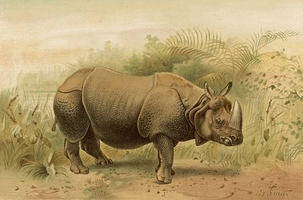 Rhinoceros 1893