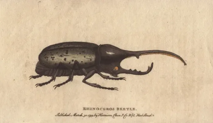 Framed Print : Rhinoceros beetle brought from the island of Framed Print : Rhinoceros beetle brought from the island of