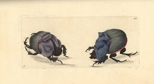 Rhinoceros beetle and cyanean scarab