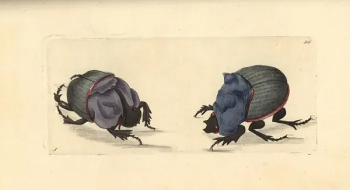 Framed Print : Rhinoceros beetle and cyanean scarab Framed Print : Rhinoceros beetle and cyanean scarab