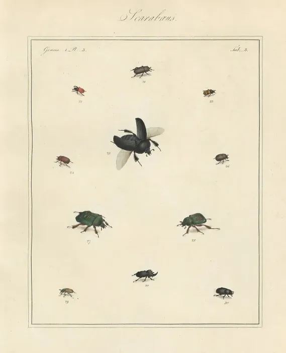 Framed Print : Rhinoceros beetle, dung beetle, brown chafer, etc Framed Print : Rhinoceros beetle, dung beetle, brown chafer, etc