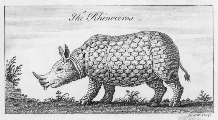 Framed Print : Rhinoceros C18 Framed Print : Rhinoceros C18