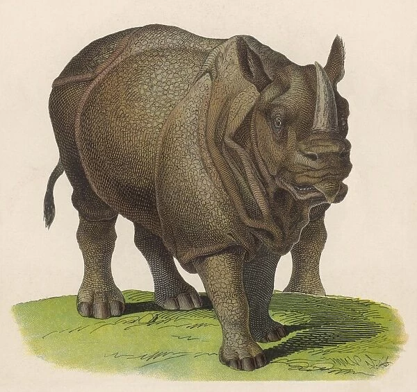 Rhinoceros C1870