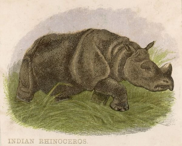 Rhinoceros C1880