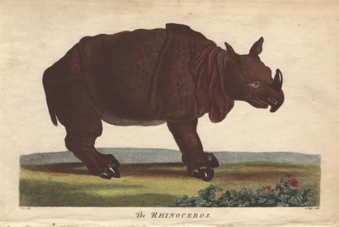 Framed Print : Rhinoceros, Diceros bicornis Framed Print : Rhinoceros, Diceros bicornis
