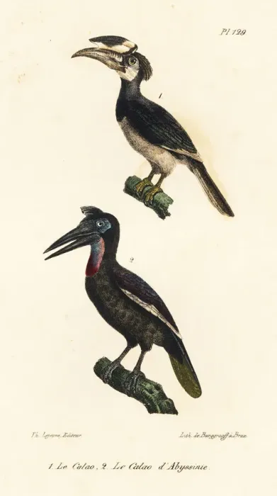 Framed Print : Rhinoceros hornbill and Abyssinian ground hornbill Framed Print : Rhinoceros hornbill and Abyssinian ground hornbill