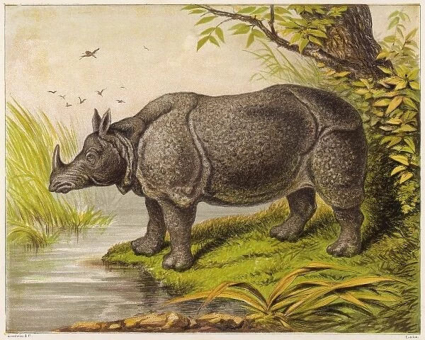 Rhinoceros  /  Kronheim 1869