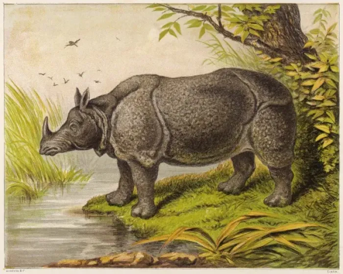 Framed Print : Rhinoceros / Kronheim 1869 Framed Print : Rhinoceros / Kronheim 1869