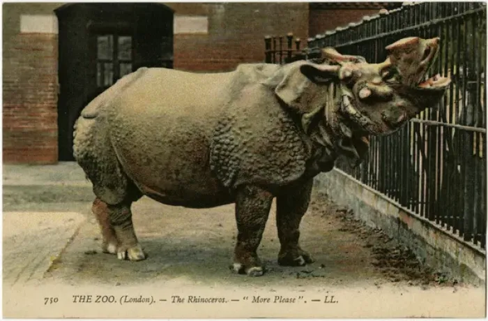 Framed Print : Rhinoceros at London Zoo - More Please Framed Print : Rhinoceros at London Zoo - More Please