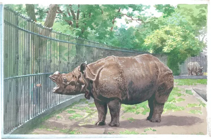 Framed Print : The Rhinoceros at London Zoo Framed Print : The Rhinoceros at London Zoo