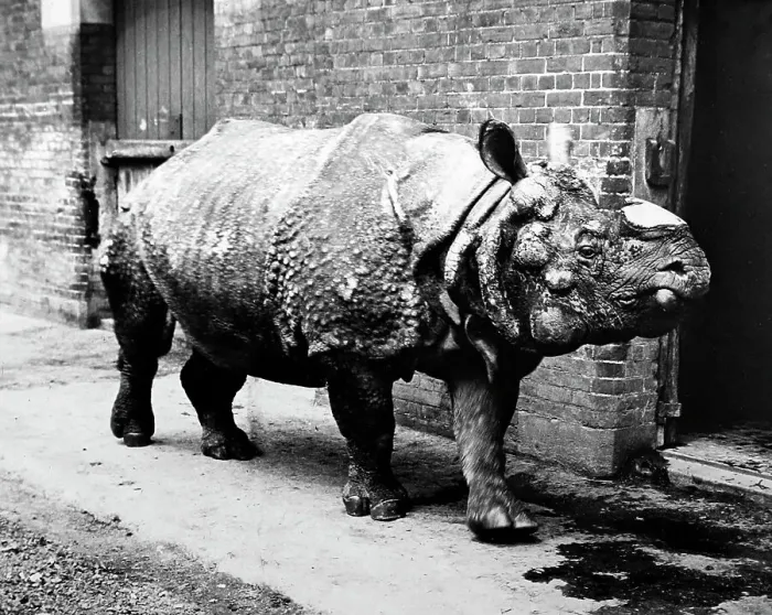 Framed Print : Rhinoceros named Tom, London Zoo, Victorian period Framed Print : Rhinoceros named Tom, London Zoo, Victorian period