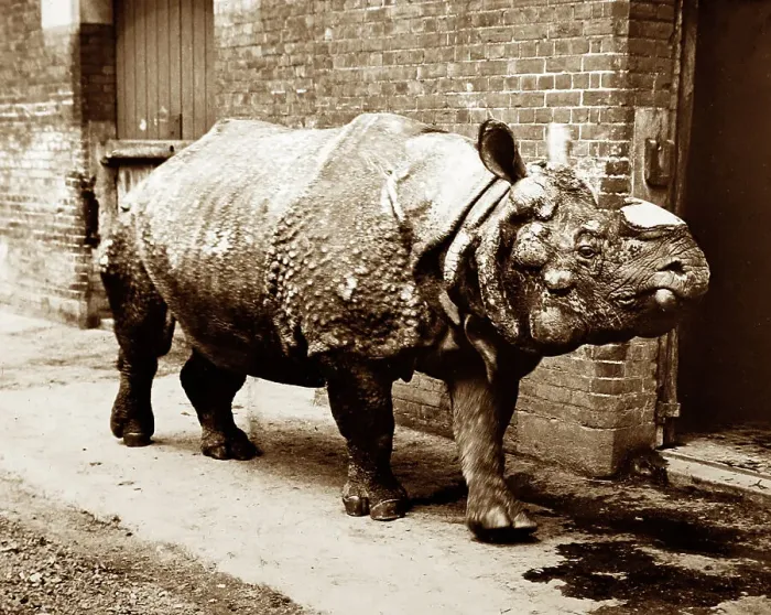 Framed Print : Rhinoceros named Tom, London Zoo, Victorian period Framed Print : Rhinoceros named Tom, London Zoo, Victorian period