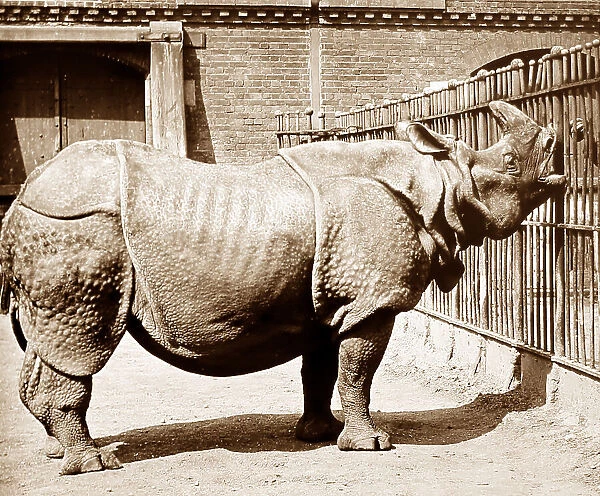 Rhinoceros (probably London Zoo) hand coloured photo