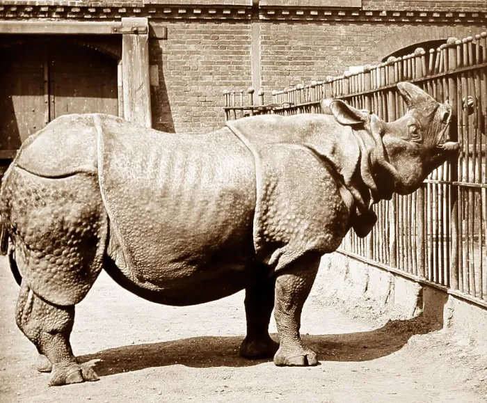 Framed Print : Rhinoceros (probably London Zoo) hand coloured photo Framed Print : Rhinoceros (probably London Zoo) hand coloured photo