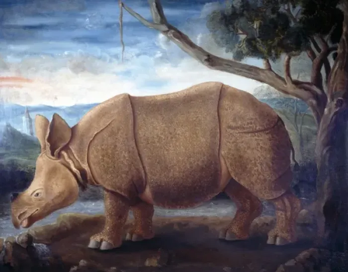 Framed Print : Rhinoceros sp. rhinoceros Framed Print : Rhinoceros sp. rhinoceros